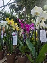 Load image into Gallery viewer, 5" Orchid in Terra Cotta