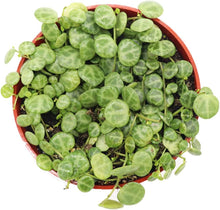 Load image into Gallery viewer, String of Turtles