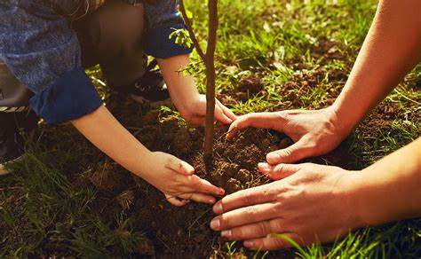 Planting Trees & Shrubs