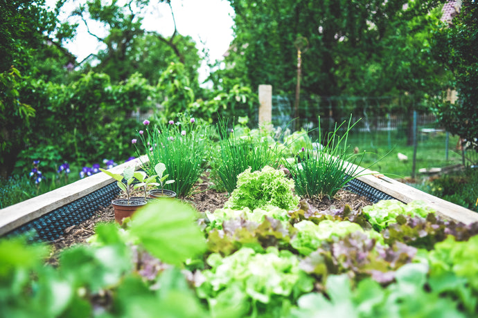 August Gardening Calendar