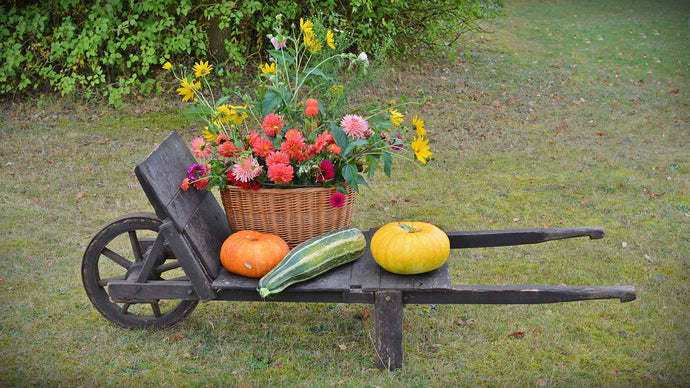 November Gardening Calendar