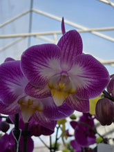 Load image into Gallery viewer, 5" Orchid in Terra Cotta
