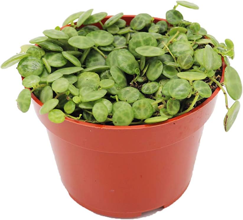 Turtle Back Roots String of Turtles – Family Roots Nursery