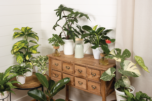 "Winter's Coming-Let Your Houseplants Come in Too" - Oct 18