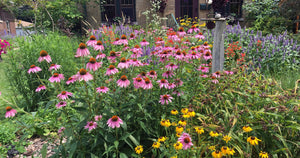 Tuck in the Garden: Preparing Perennials & Vegetable Gardens for Winter - Sept 20