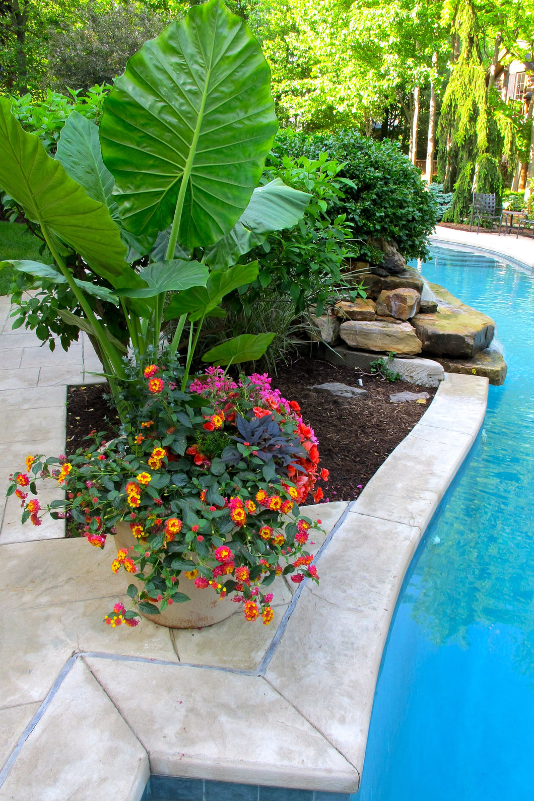 Tropical Plants 101: Make Your Backyard Your Tropical Oasis - May 4