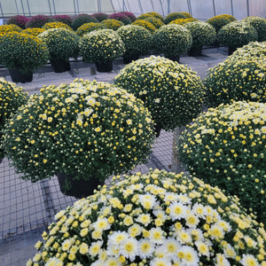 9" Blooming Mum