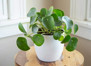 Pilea-Money Plant-4"