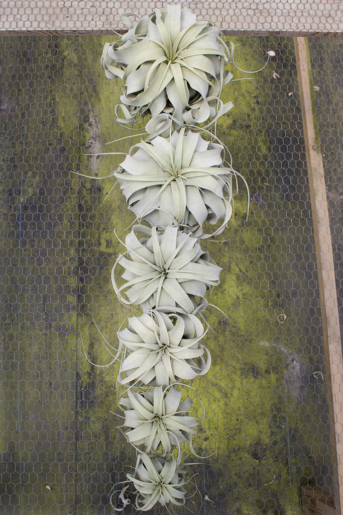 xerographica air plant Tillandsia Xerographica Air Plant – Family Roots Nursery