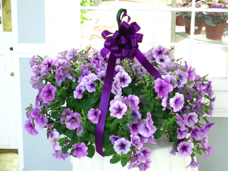 Petunia Hanging Basket