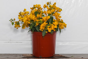 3 Gallon Bougainvillea Bush Gold