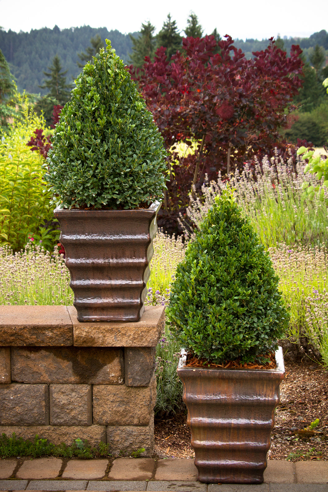 Green Mountain Boxwood