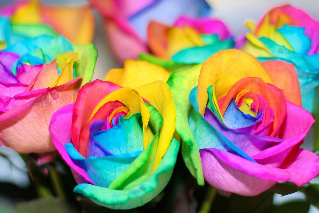 Rainbow Roses