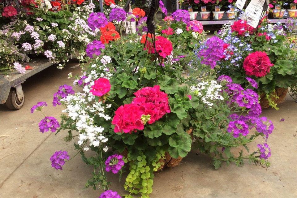 Combination Hanging Baskets