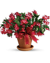 Load image into Gallery viewer, Christmas Cactus
