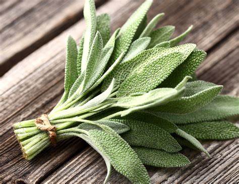 Sage