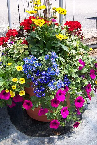 mixed flowers in pots Mixed Combination Planter