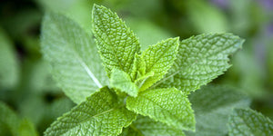 Mint (Multiple Varieties)