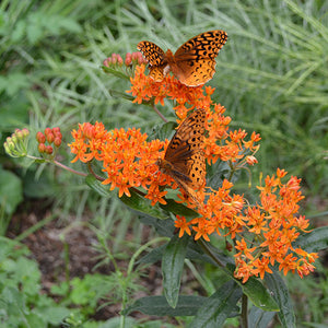 Butterfly Weed