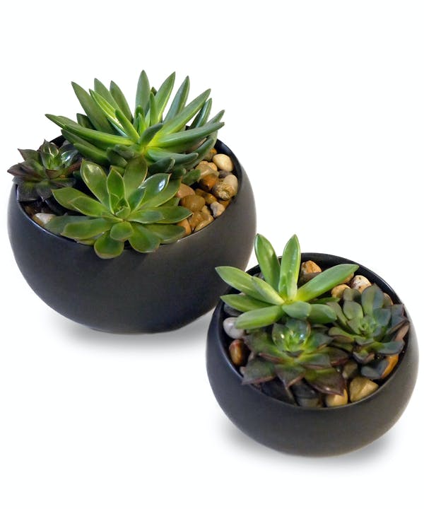 faux succulents in black pots Modern Succulent Garden – Family Roots Nursery