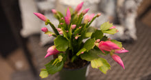 Load image into Gallery viewer, Christmas Cactus
