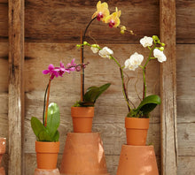 Load image into Gallery viewer, Phalaenopsis Orchid in Terra Cotta Pot
