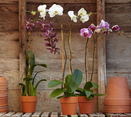1 Terracotta pot for orchids.