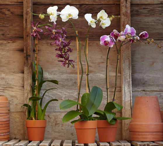 pots to plant orchids in Phalaenopsis Orchid in Terra Cotta Pot