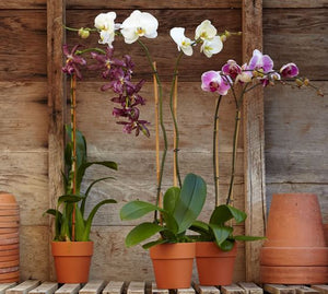 Phalaenopsis Orchid in Terra Cotta Pot