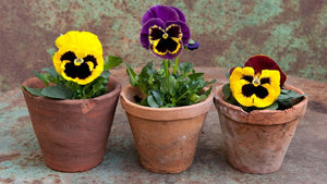 4 Pack Pansy