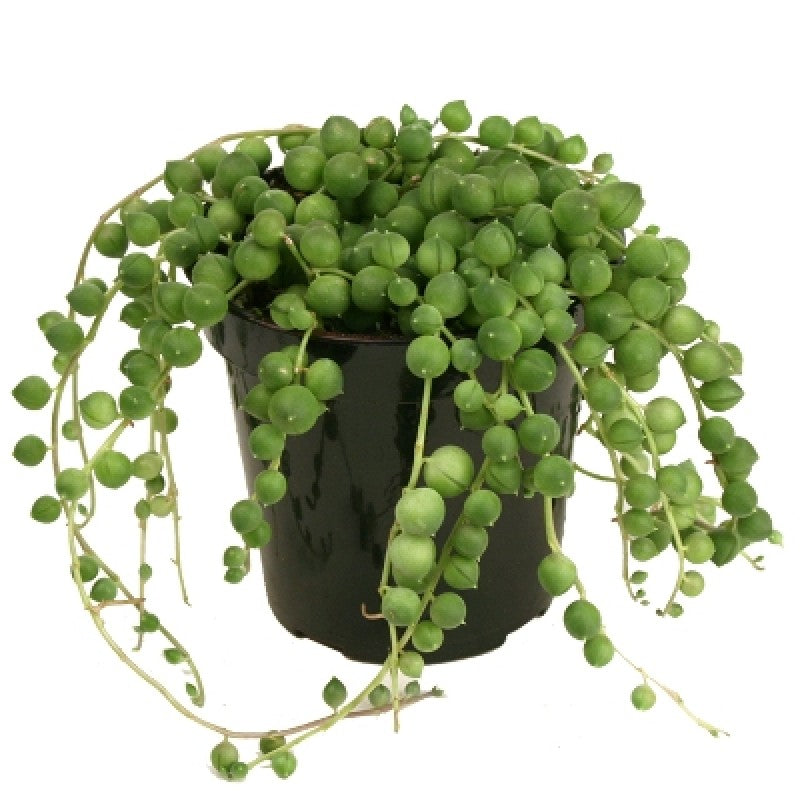 String of Pearls Succulent – Family Roots Nursery