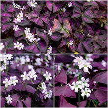 Load image into Gallery viewer, Oxalis (Shamrock) Plants

